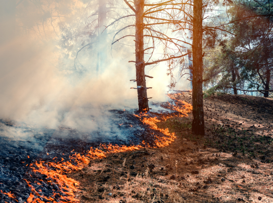 Best of the West: Indigenous ecological knowledge; Missing middle housing; ...