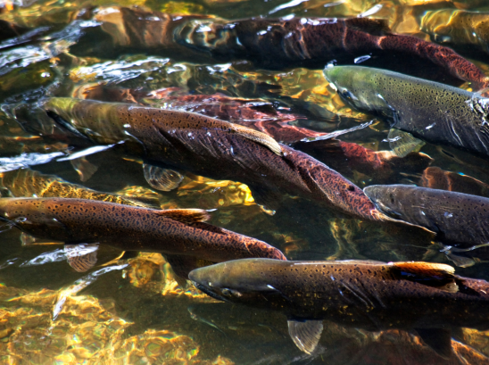 Best of the West: Native fish return; Fighting homelessness; Energy summit;...