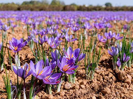 Best of the West: Agricultural innovation, permitting reform, reef restorat...